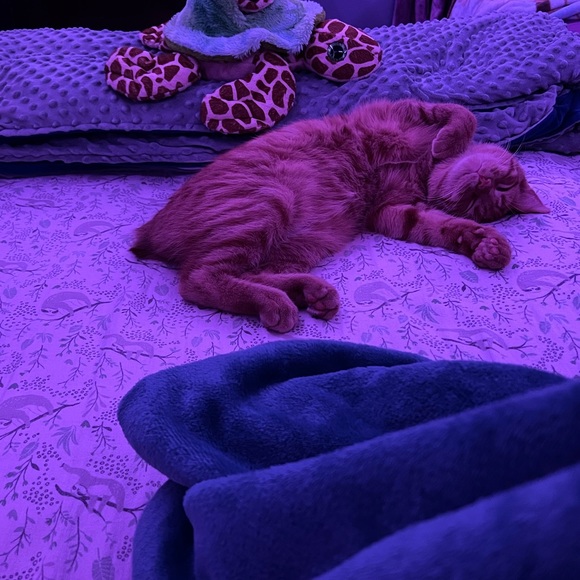 starfshlvr